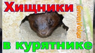 Как охотится хорек на кур