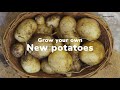 How To Grow Your Own New Potatoes Love The Garden UK