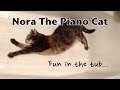 Fun In The Tub with Nora The Piano Cat 