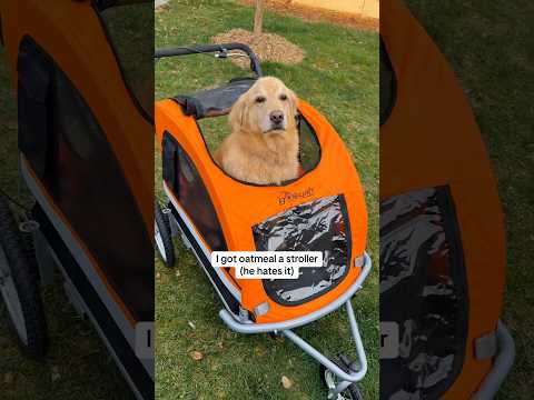 I just wanna take my dog on a jog 😭#LargeDogStroller