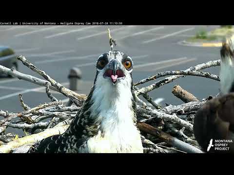 Face to Face With Hellgate Osprey Chick, Lele – July 24, 2018