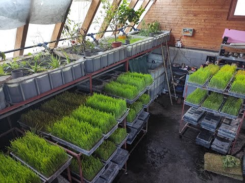 237 Acvaponie si iarba de grau la Porumbenii Mici (HR)