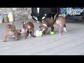 Boston Terrier dogs for sale: Emily - Video 1