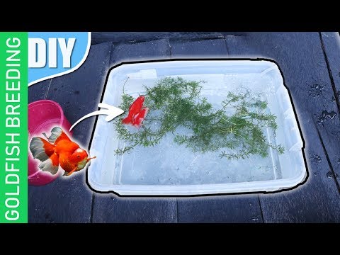 , title : '15 DIY steps -How to breed goldfish ( complete Step by step tutorial)'