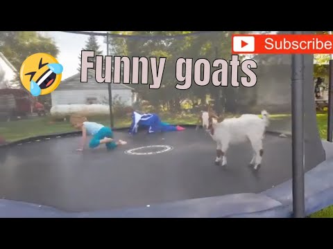 Top 10 des vidéos de chèvres les plus drôles - les chèvres les plus drôles [best of]
