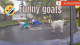Top 10 des vidéos de chèvres les plus drôles - les chèvres les plus drôles [best of]