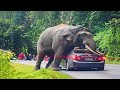 Interesting Animal Moments Caught On Camera