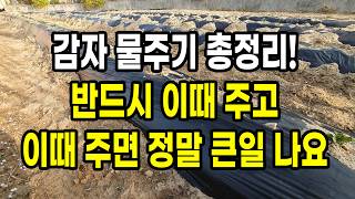감자재배 전과정 시기별 물주기 총정리! 반드시 이때 주고 이때 주면 정말 큰일나요