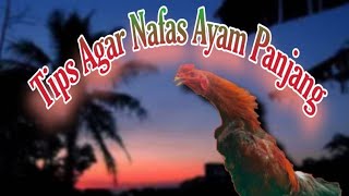 Download lagu Tips for long-lasting chicken breath mp3