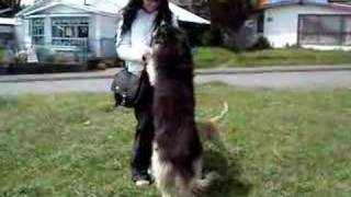 Dancing with Dogs!!!