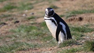 Los pingüinos, los nuevos "guardianes" en la lucha contra los "contaminantes eternos"