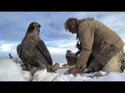 Falconry: Feather Perfect