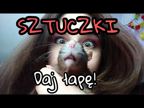 Jak nauczyć szczura sztuczki daj łapę? +Otwieranie paczek od was (56)