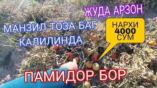ЕГАДАН ЖУДА АРЗОН НАРХДА ПАМИДОРЛАР БОР НАРХИ 4000 МИНГ СУМ ТОЗА БАГ КАЛИЛИНДА