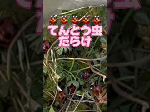 バラのマルソニア 黒点 真菌性疾患 自然治療