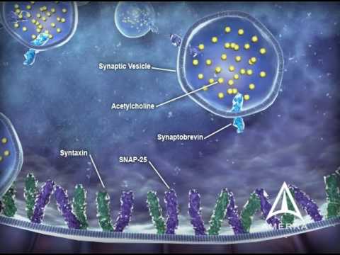 US WorldMeds - Mechanism of Action