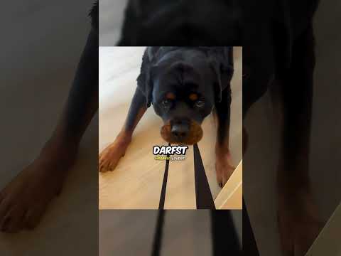 Der Hund hat sein Frauchen ausgeraubt 😃
