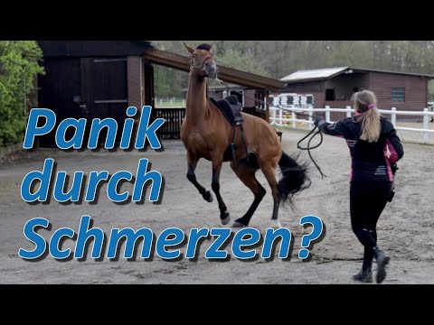 Schmerzen Grund für panisches Verhalten? Schokie beim Pferdescheck auf Hof Eicheneck Teil 2/2