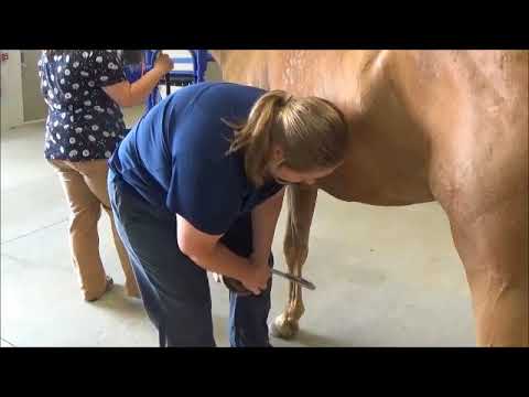 Slide 6 - Jackaroo Hoof Tester  (video)