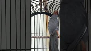 Download lagu pancingan poksay MANDARIN  biar gacor mp3