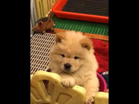 鬆獅犬 堡堡 可愛影片特集一