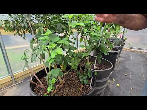 Neues Wachstum bei Zitrusfrüchten und Gewinner bekanntgegeben