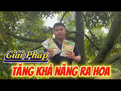 Giải pháp kích bông sầu riêng