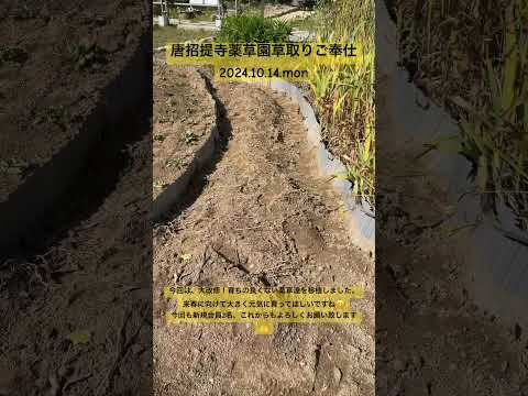 自然薬局：薬草園に絶対に入れておきたい、自分を癒す20の植物  庭園