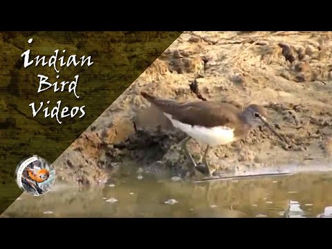 Kalužiak piskľavý (Actitis hypoleucos) — Common Sandpiper v plytkých vodách mokraďov