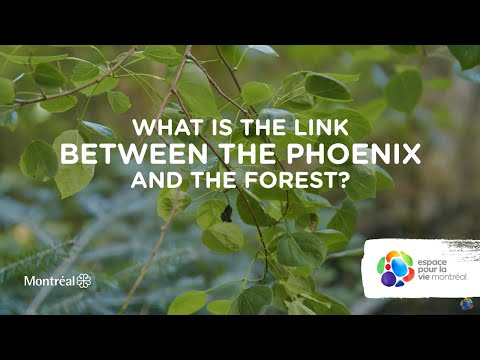 What is the link between the phoenix and the forest?