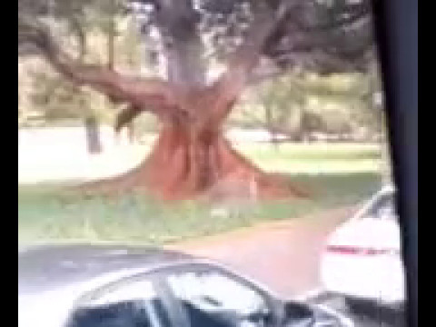 Transperth Mercedes-Benz OC500LE TP0121/CAT15