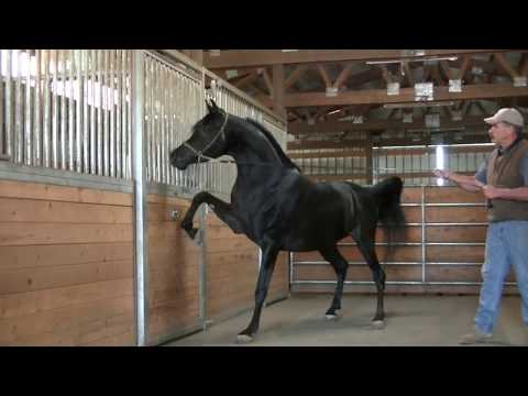 HF Creed September 2019