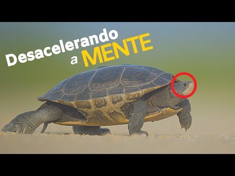 COMO DESACELERAR A MENTE PARA CONTROLAR A ANSIEDADE