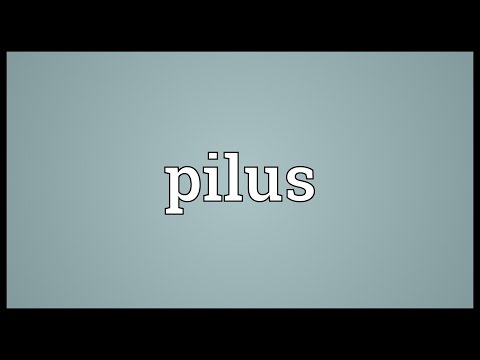 Pilus Meaning