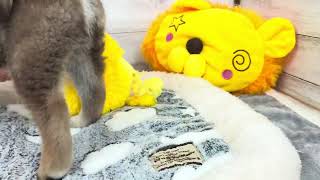 柴犬の動画01