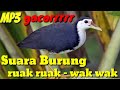 Suara Burung Wak Wak Burung Ruak Ruak Terbaik Gacor