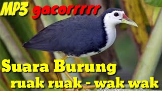 Download lagu Suara Burung Wak Wak ,Burung Ruak Ruak Terbaik Gacor mp3