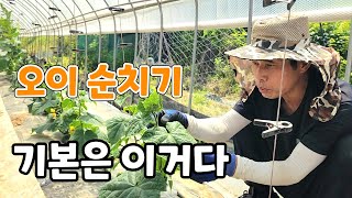 오이재배 기술! 전문가 처럼 누구나 쉽게 순치는법
