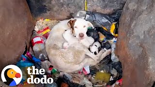 Mama and Her TINY Pups Get Rescued From The Trash Together | The Dodo