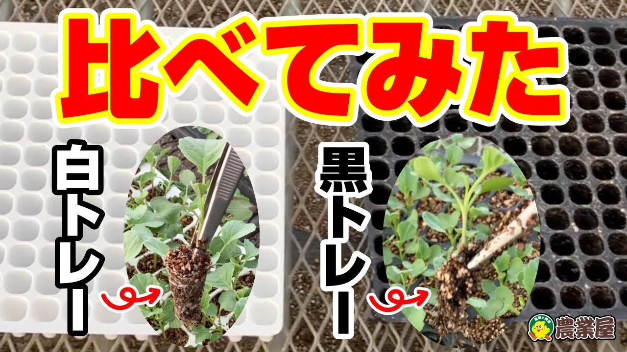 夏の種まき、どちらのプラグトレーがいい？白トレーと黒トレーで比較すると驚きの結果が！トレーの色でこんなに根張りが違う！ #農業屋 #暑さ対策 #プラグトレー