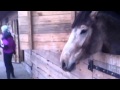 Лошадь нюхает кокаин 
