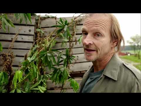 Eberhofer  - Cannabis #02