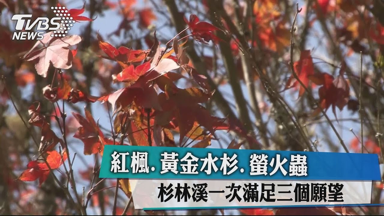 紅楓、黃金水杉、螢火蟲 杉林溪一次滿足三個願望
