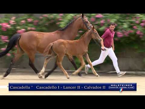 Holsteiner Elite-Fohlenauktion | Nr. 46 v. Cascadello I - Lancer II