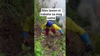 Download lagu sayonra tan awon kapoy lihukon mp3
