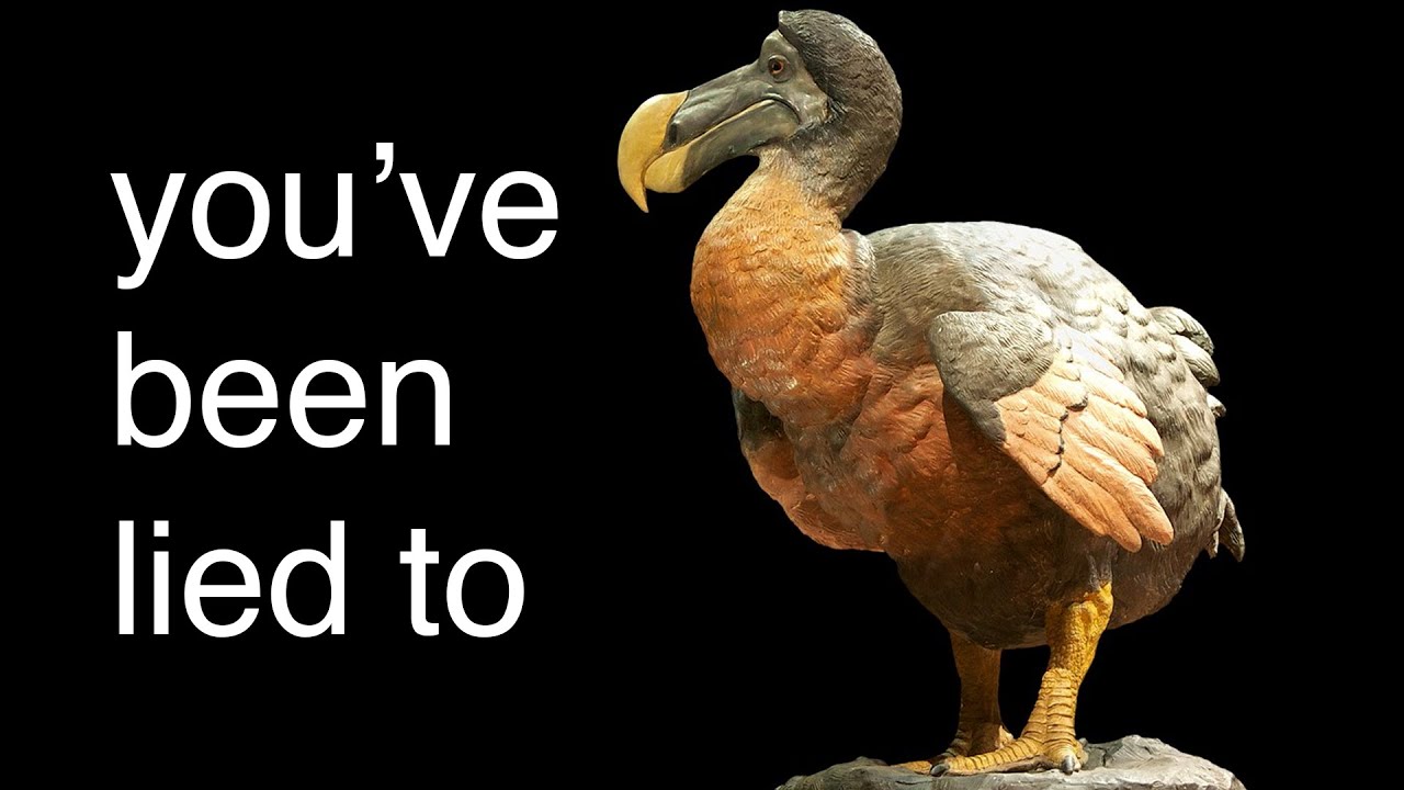What do you think made the dodo birds extinct?