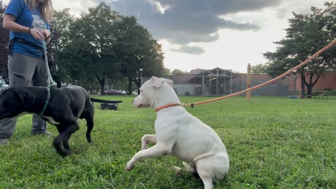 Brussels Sprout's Leash Test