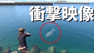 YouTube動画 【衝撃】フェリー乗り場の隣で信じられない生物が・・・