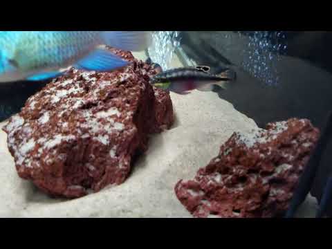 レインボークリブ (クリベンシス) の展示