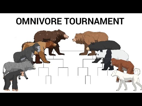 OMNIVORE TOURNAMENT - ANIMATION